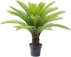 Sago Palm